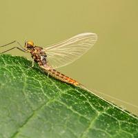 Mayfly 1 